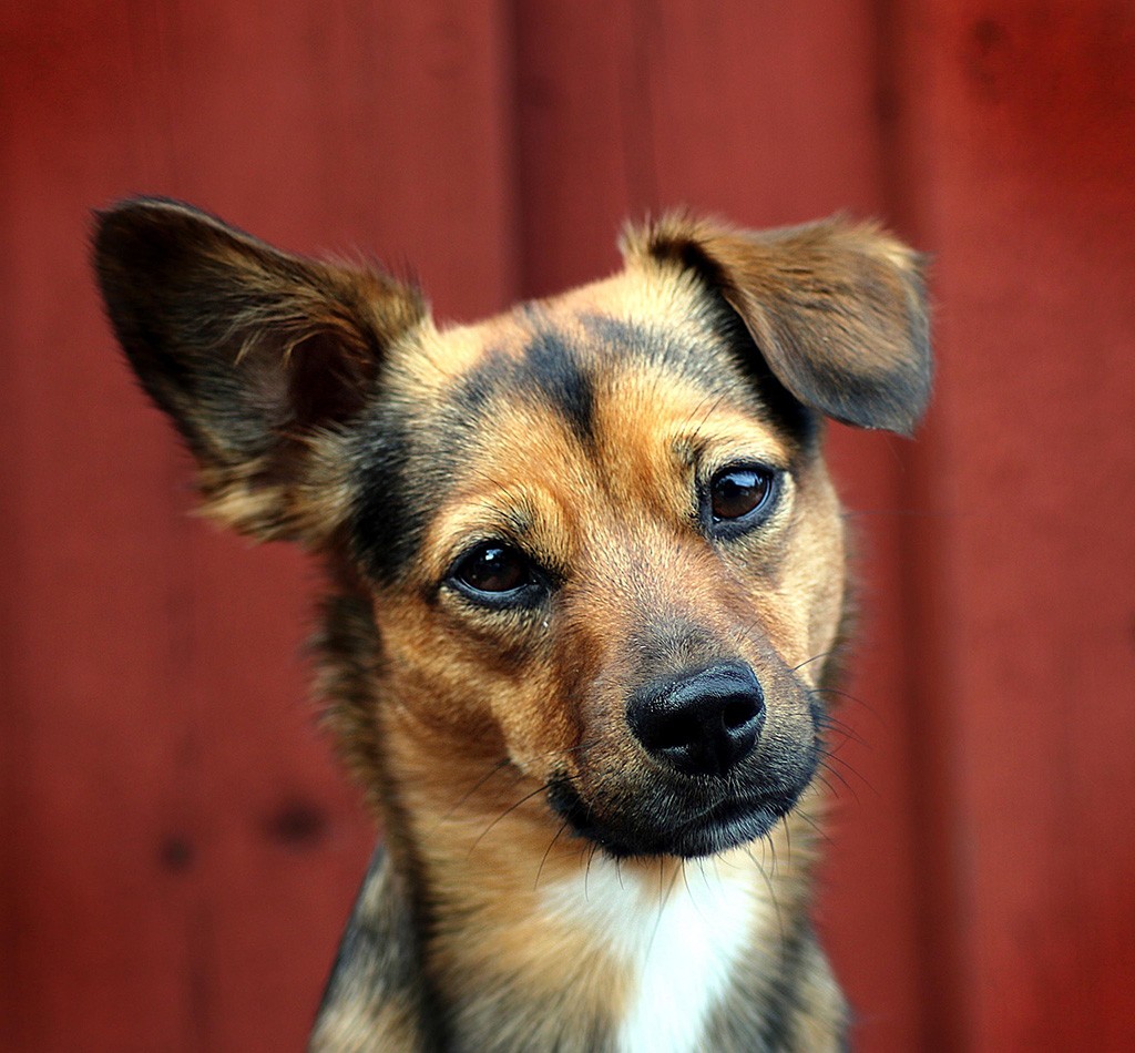 Cachorros podem prever ataques epiléticos com a ajuda do faro, diz estudo