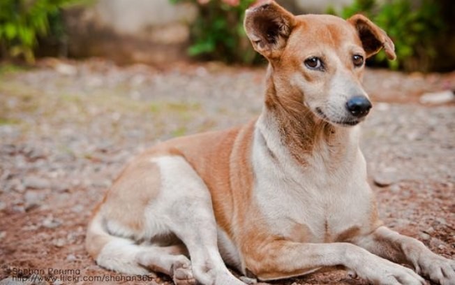 Aprenda sobre cães sociáveis e socializados