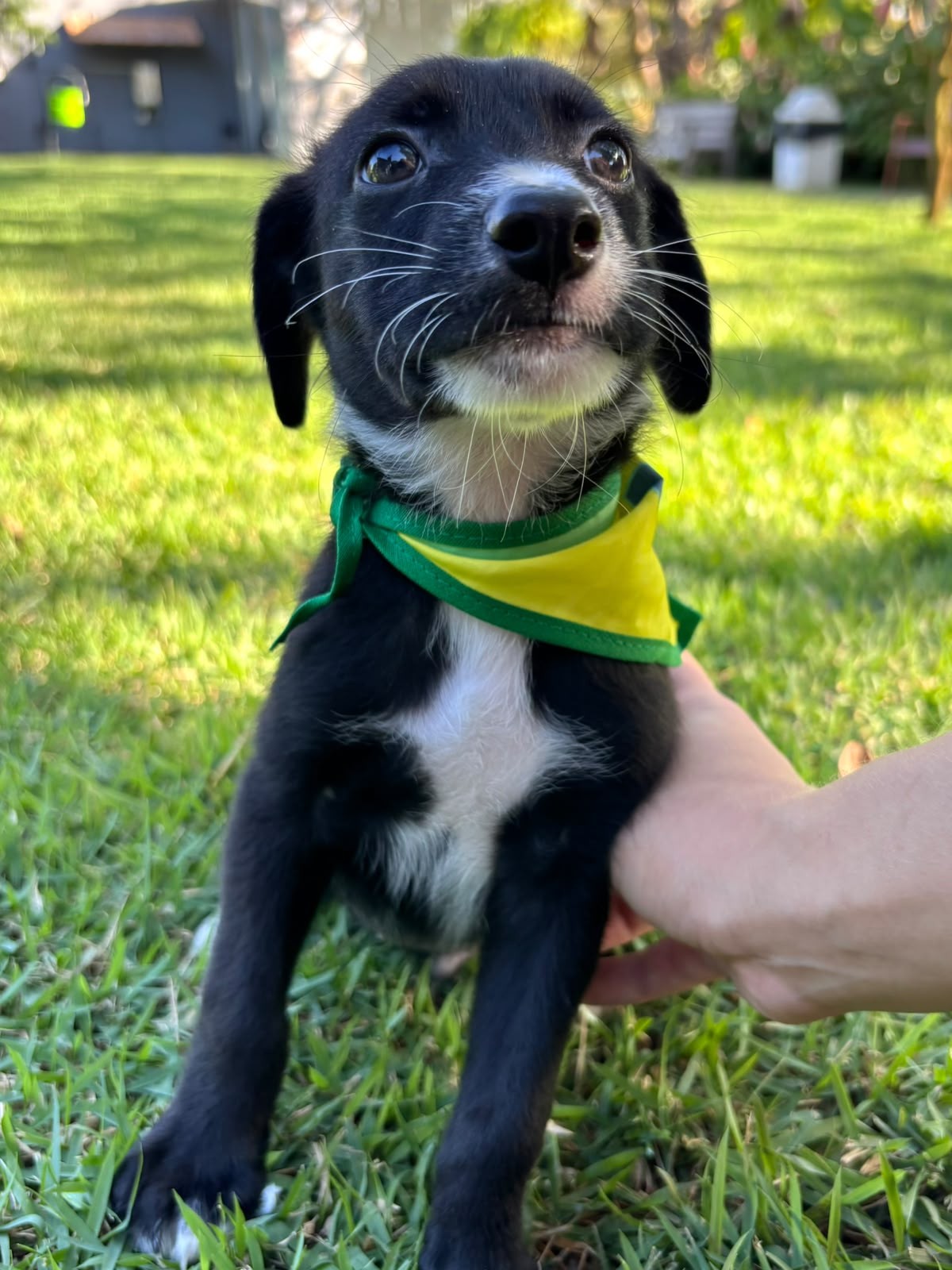 PEDRO